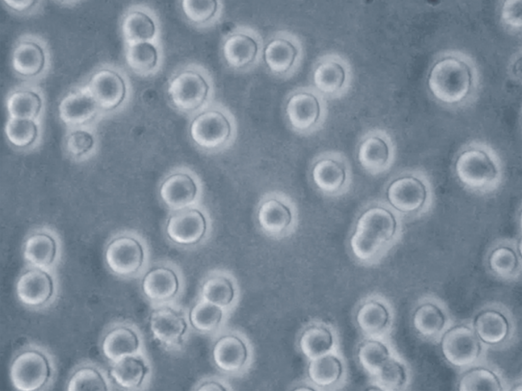 producer cells, AAVs