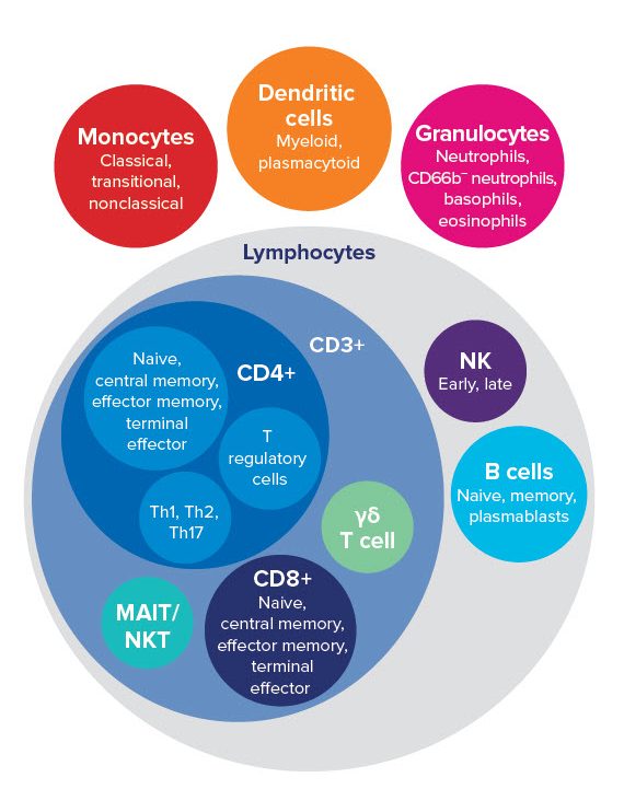 immune cells, immune system, leukocytes, T cells