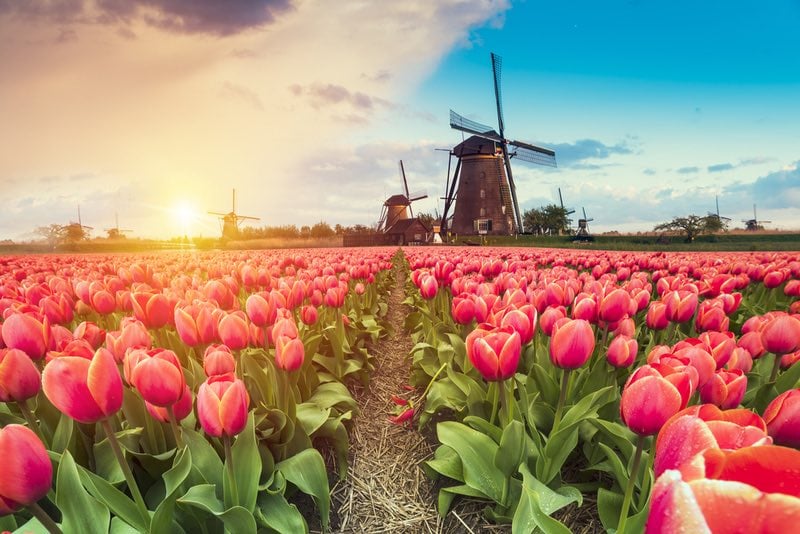 Azole antifungals tulip farms