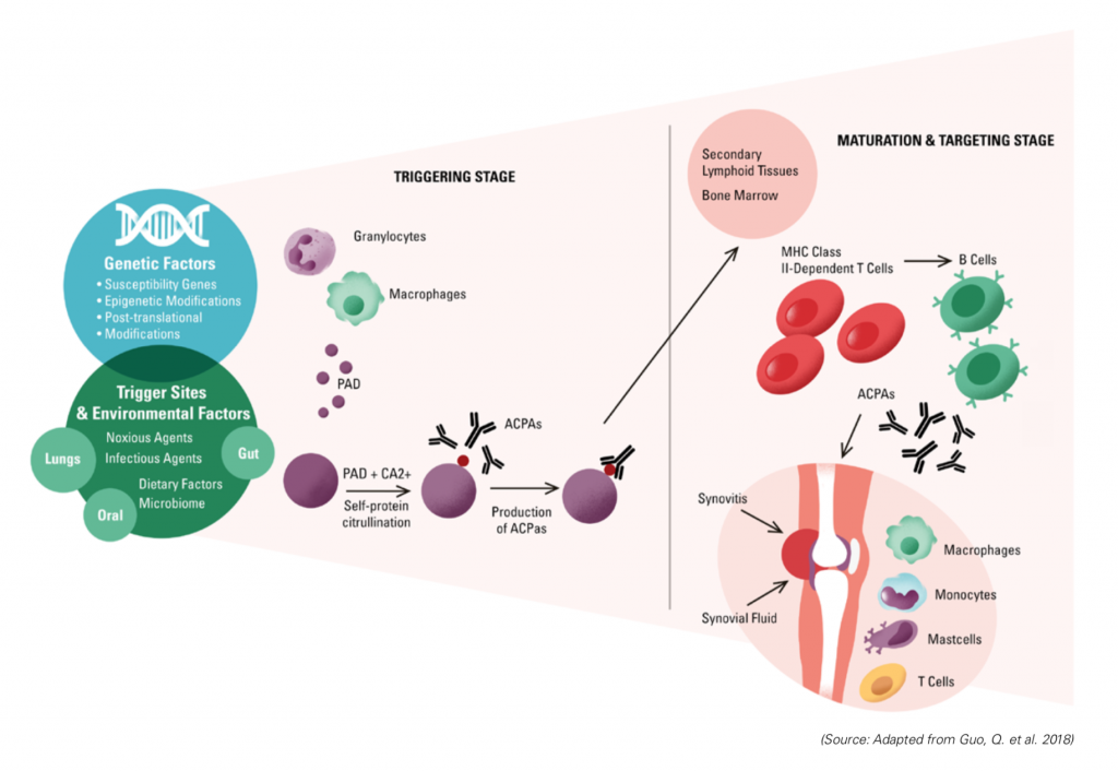 rheumatoid arthritis, autoimmune disease, immune system attack