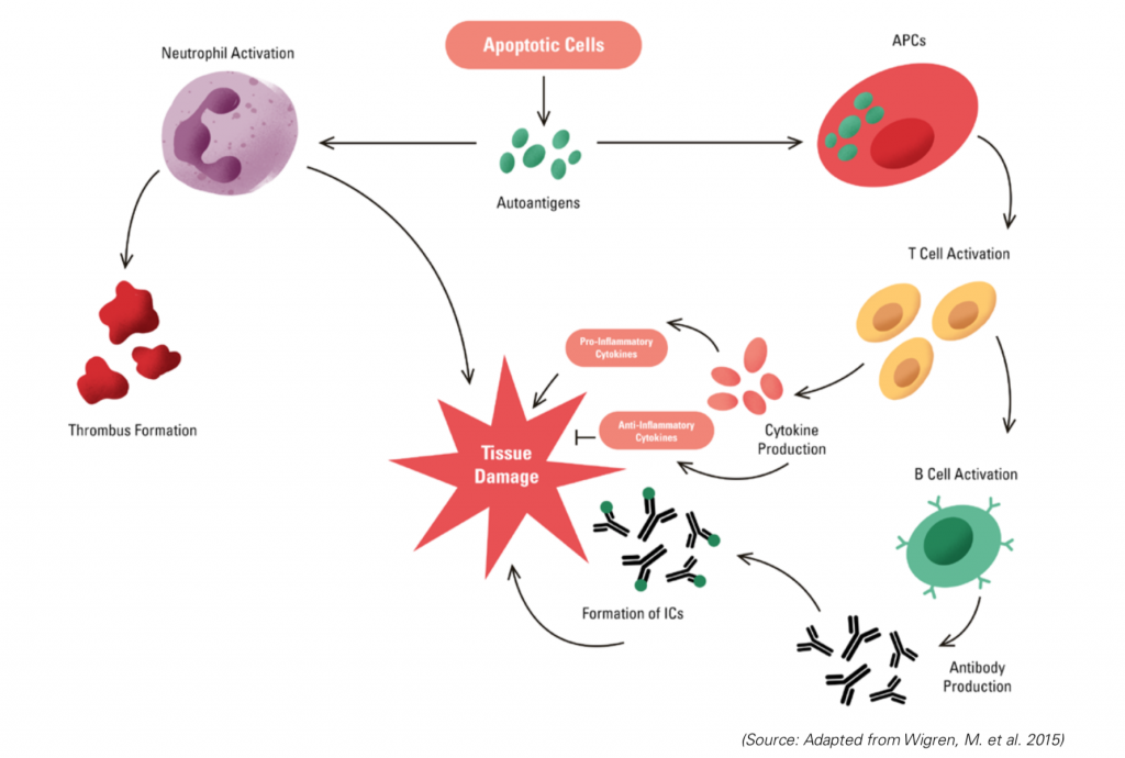 lupus, autoimmune disease, immune system