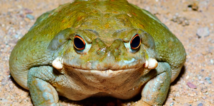 sonoran desert toad psychedelic beckley psytech