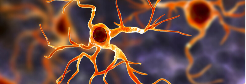 astrocytes, neurons, nervous system