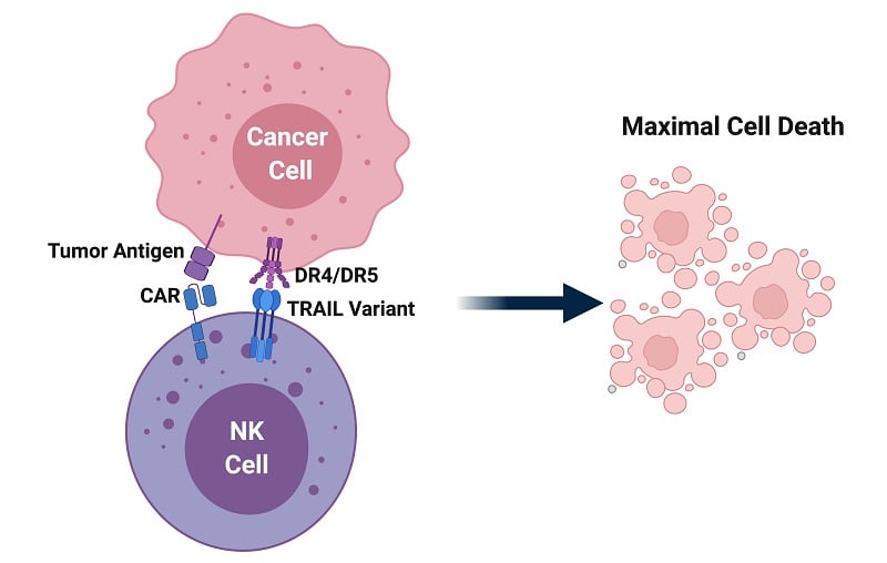 ONK therapeutics natural killer cells