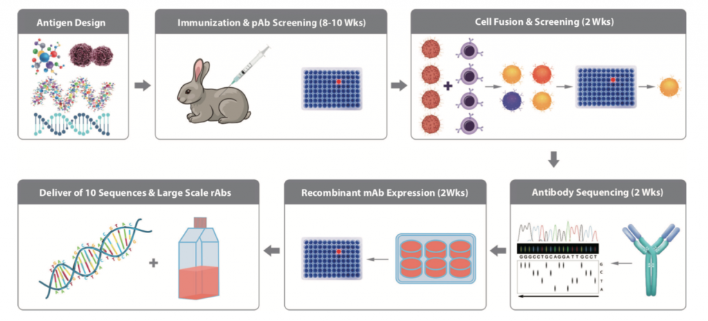 antibody, MonoRab, GenScript