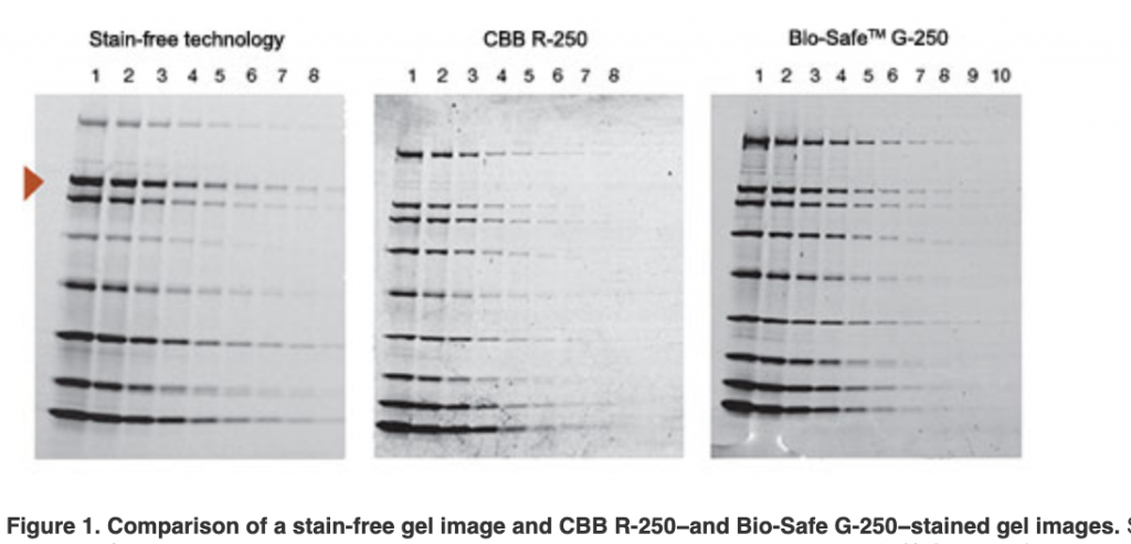 gel staining, stain-free system, Bio-Rad