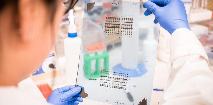 Western Blot, Gel imaging, researcher
