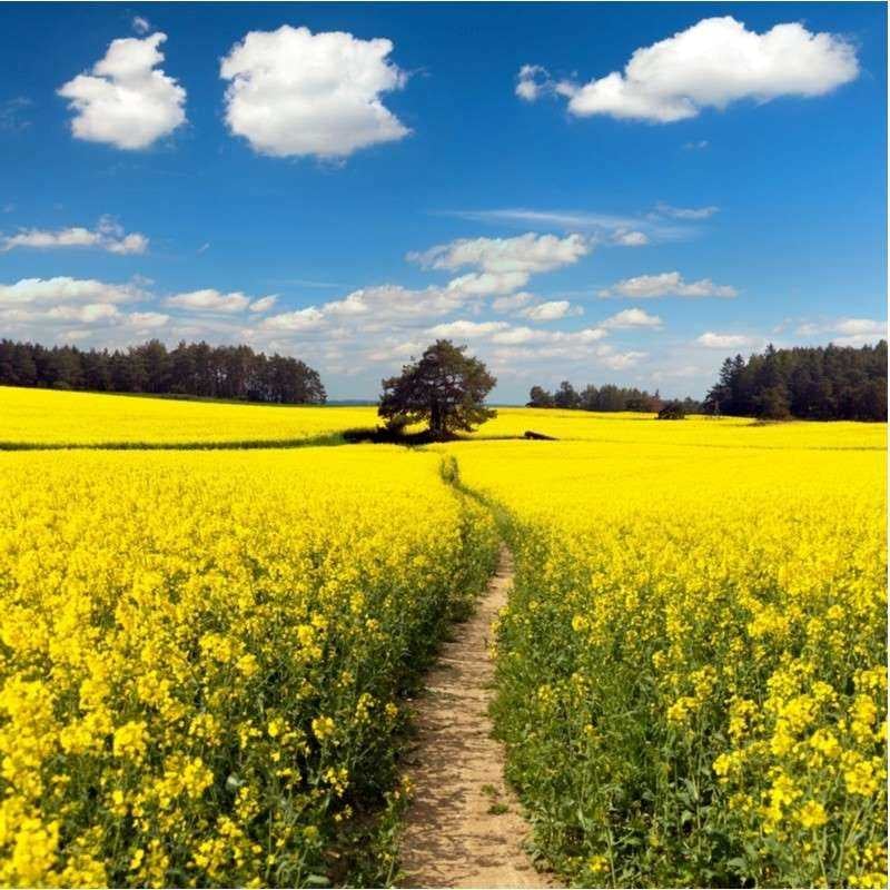 rapeseed canola gene editing