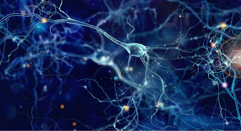 shutterstock neuron neurological