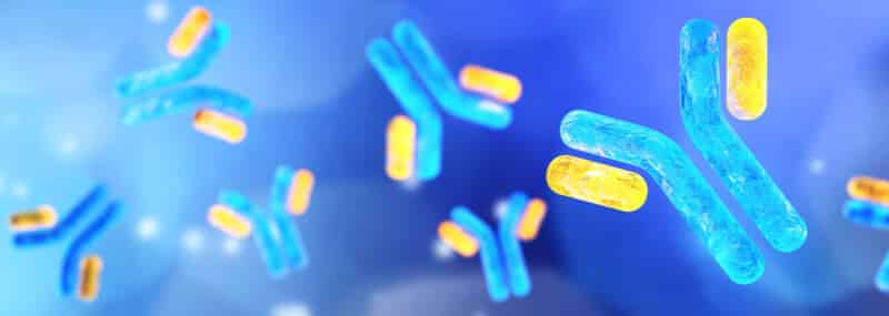 antibody drug, antibody fragments, phage display, antibody engineering