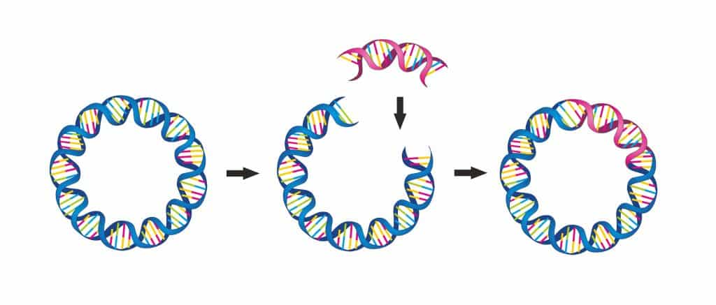 plasmids, circular DNA, viral vector building blocks, gene therapy