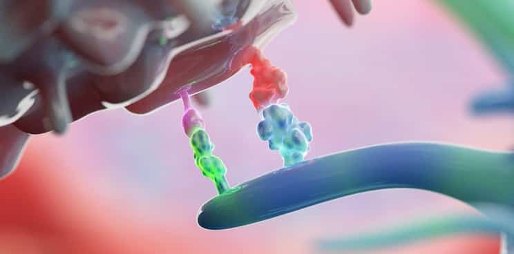 Immune checkpoint inhibitors, cancer therapy, CAR-T cell therapy, combination therapy