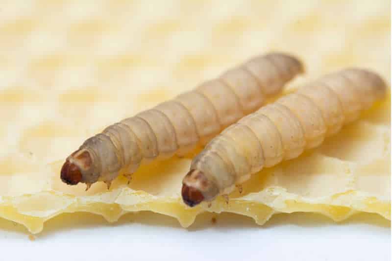 biotech greater wax moth larvae