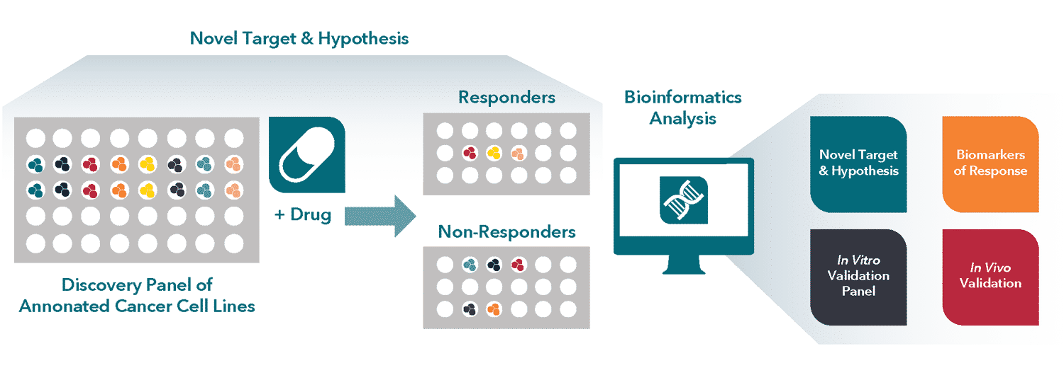 cancer-cell-line-screening-compass-for-drug-discovery cancer cell screening infographic