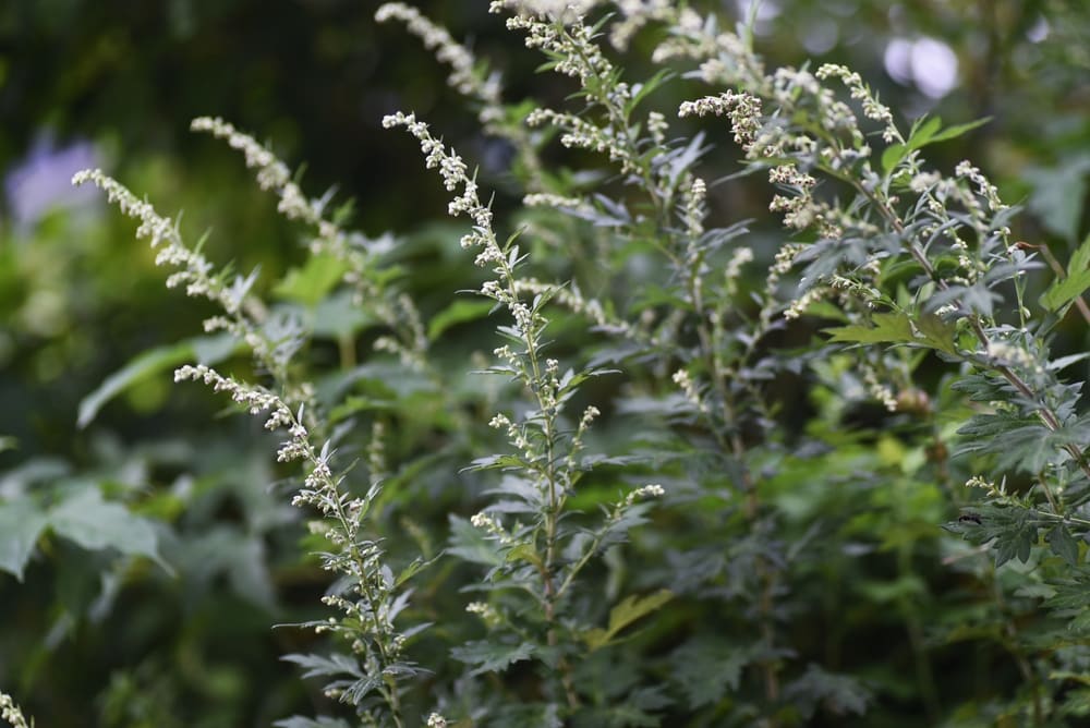 shutterstock mugwort