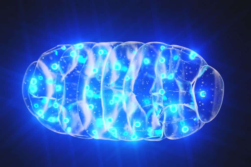 shutterstock mitochondria