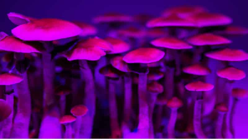 shutterstock psilocybin mushroom