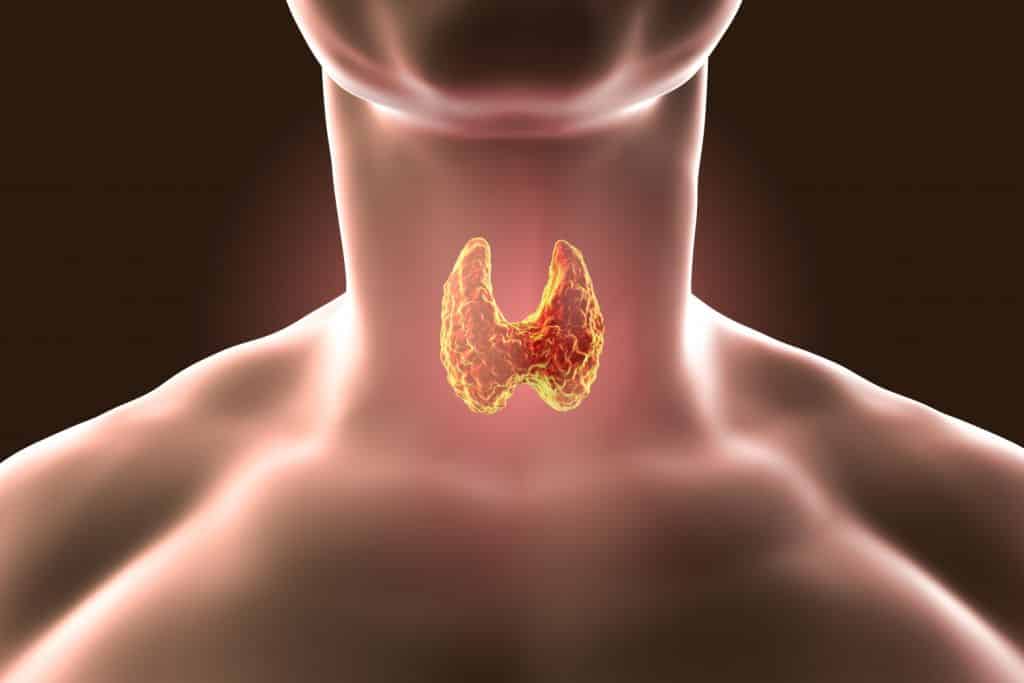 thyroid