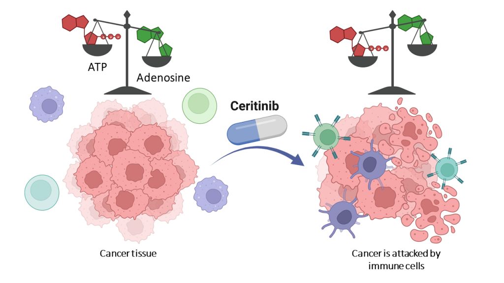 cancer cells adenosine immune system