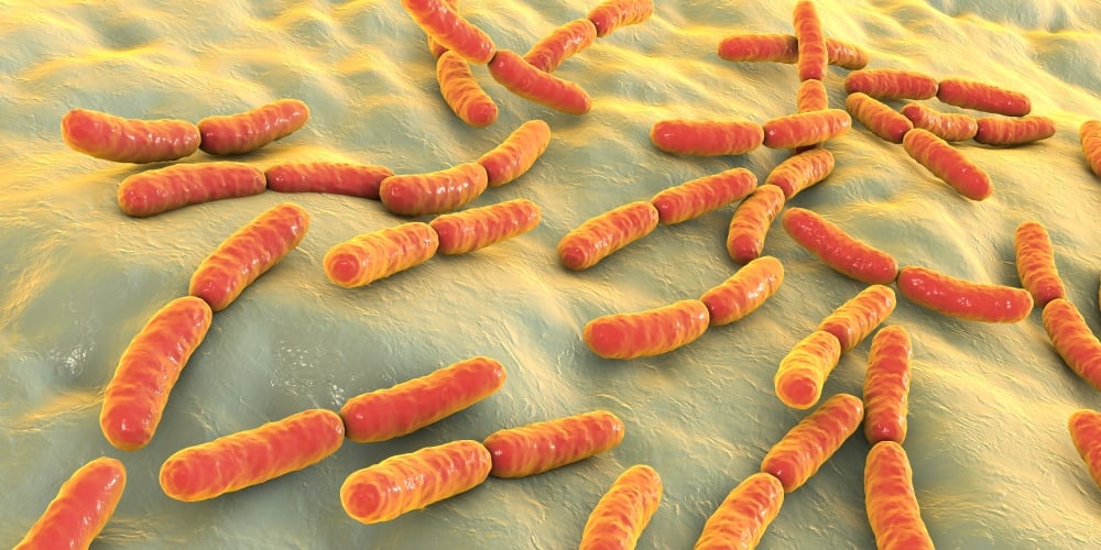 lactic acid bacteria LAB Lactobacillus