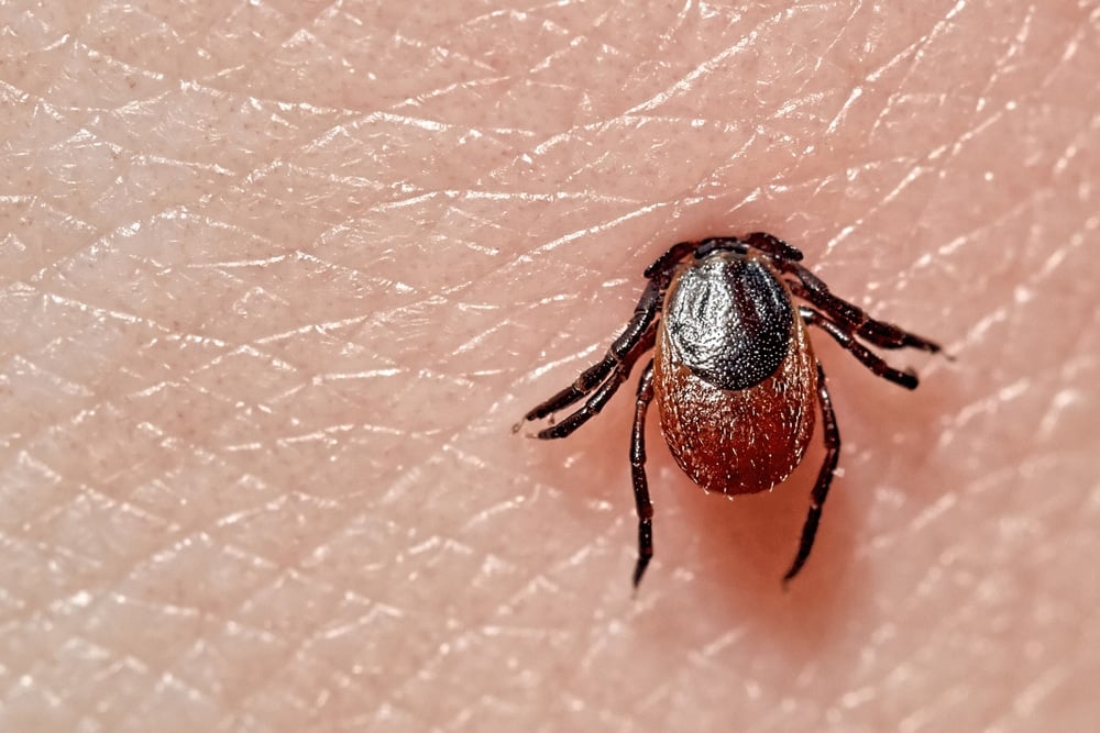 Lyme disease tick