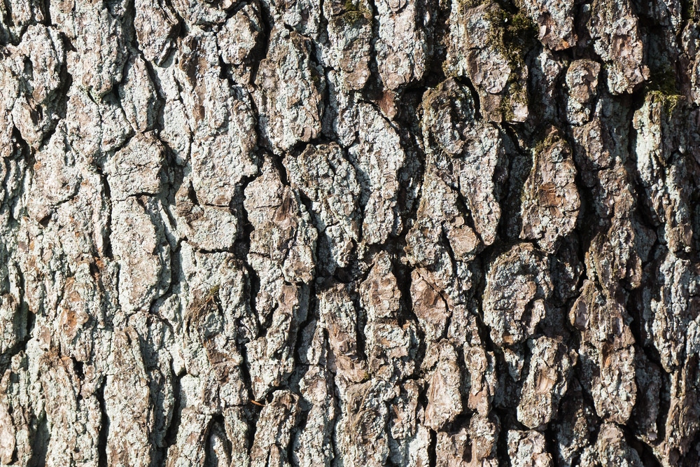 tree bark hydroquinine