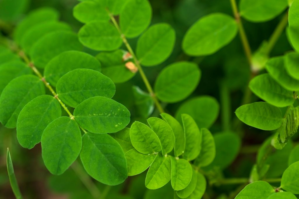 Astragalus membranaceus biotech