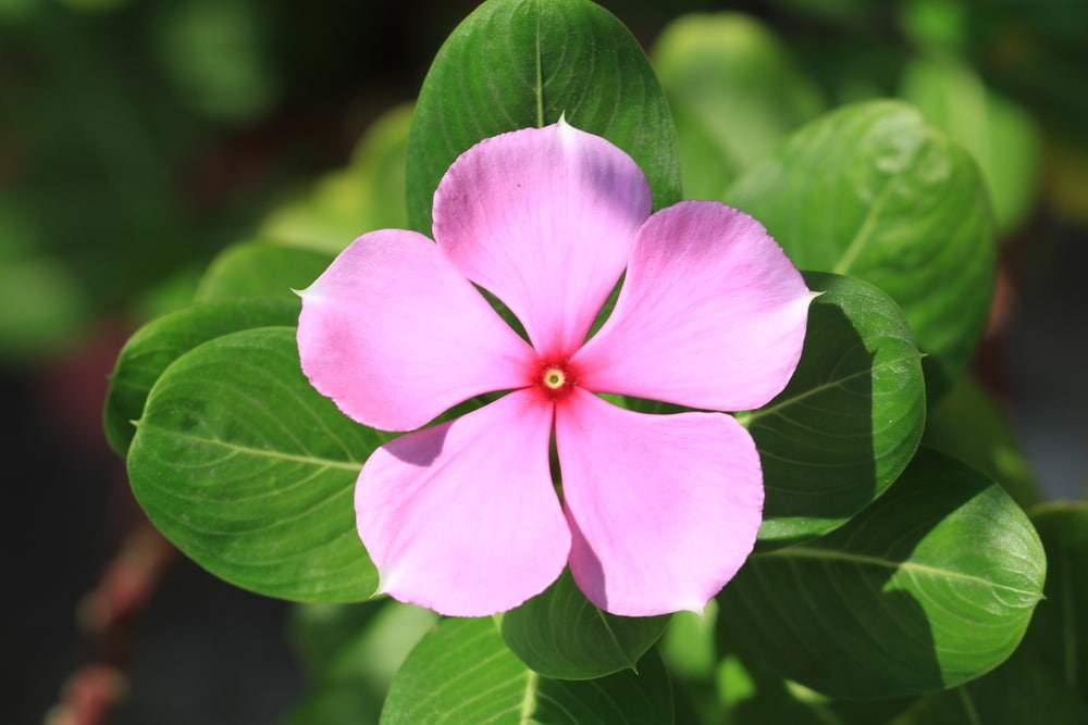 Catharanthus roseus