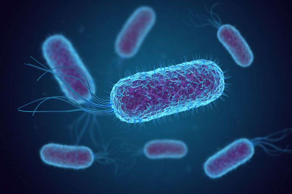 shutterstock E. coli