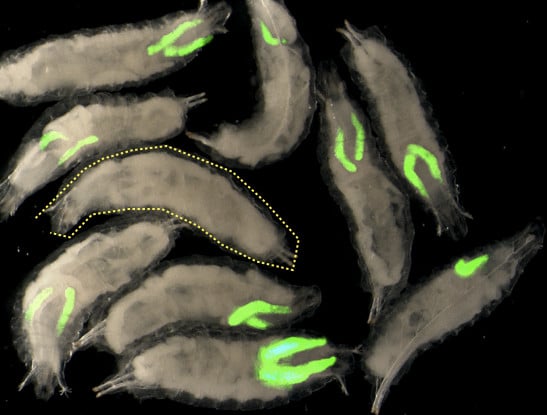 Ewing sarcoma Drosophila