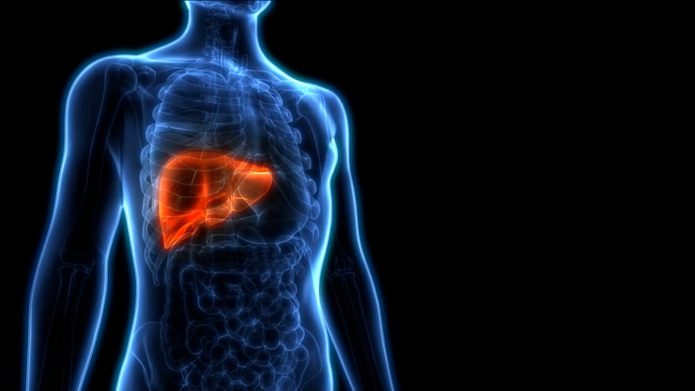 liver, liver disease