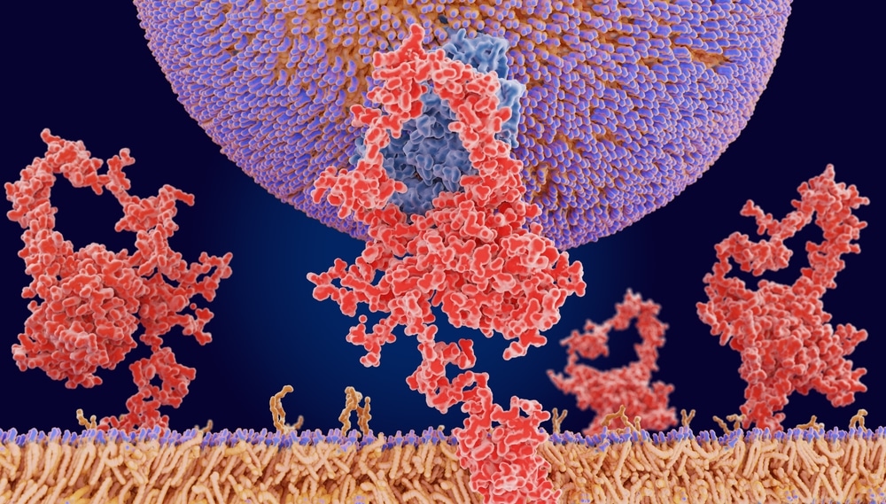 protein degradation