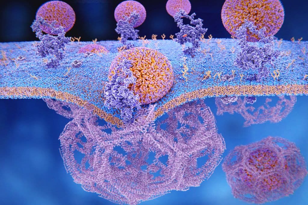 shutterstock protein degradation