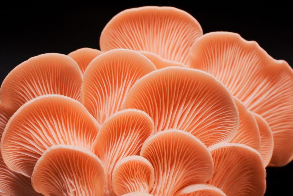 shutterstock mushroom mycelia