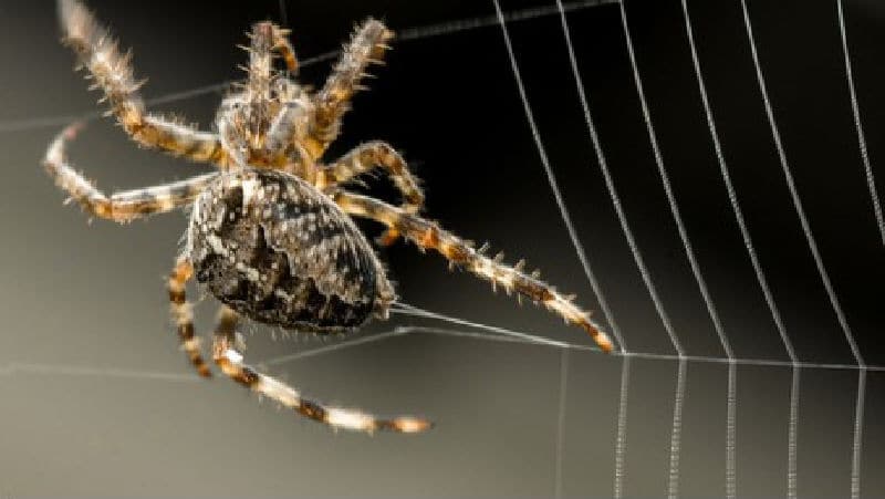 spider spinning silk web