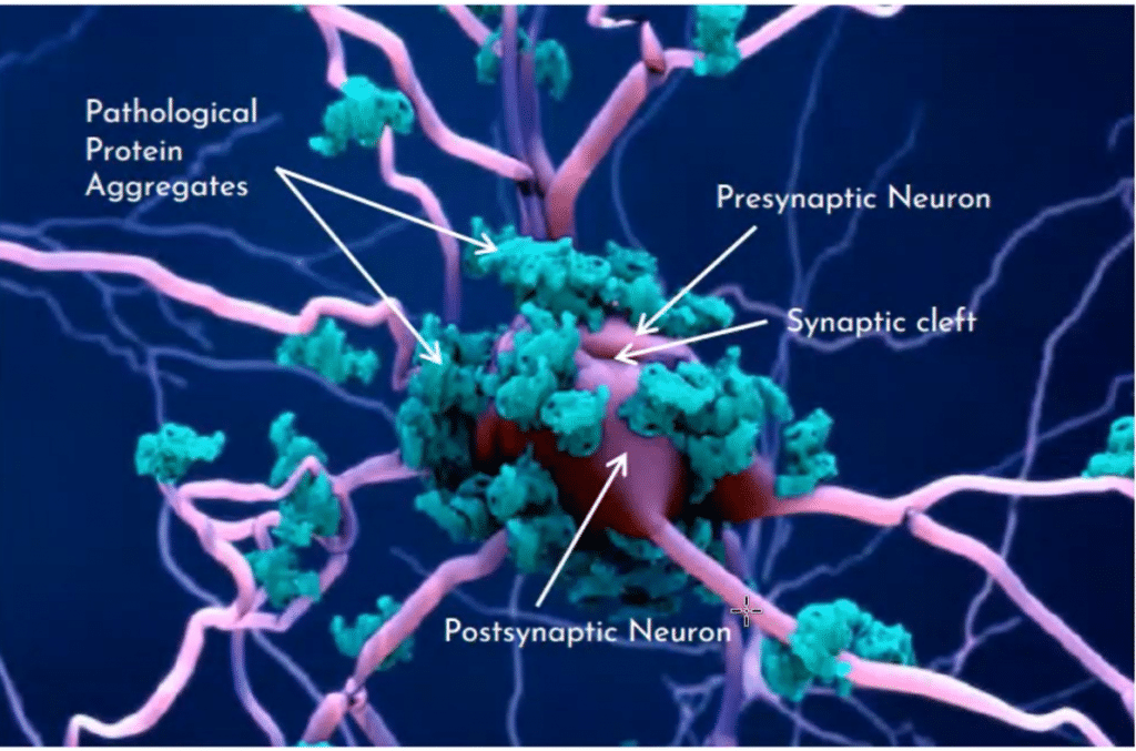 neuropathological protein accumulation