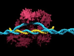 CRISPR Cas9