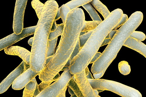 tuberculosis TB bacteria