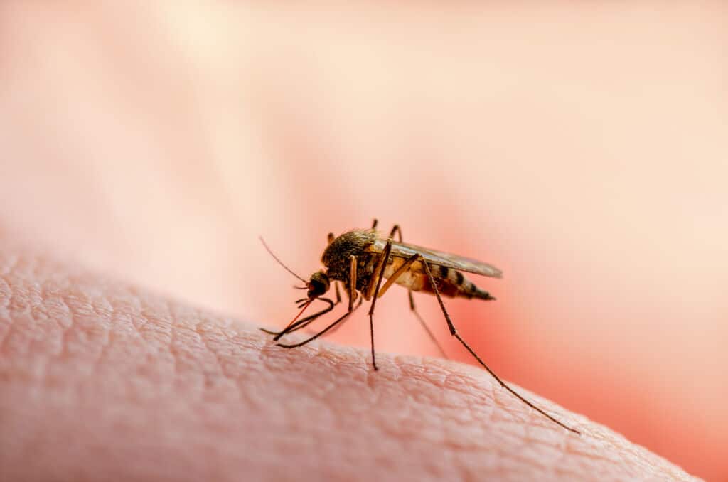 Malaria vaccine