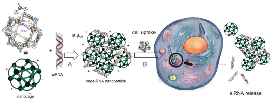 chematic20representation20of20the20use20of20nanocages20for20si20delivery