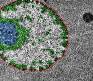 cell chromatin