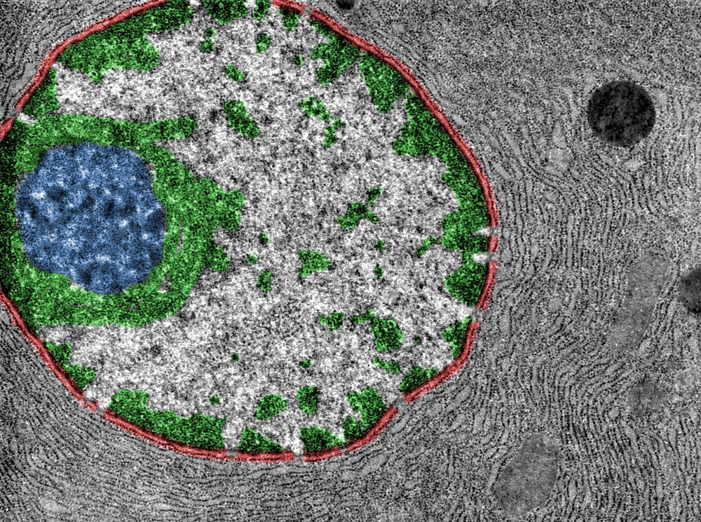 cell chromatin