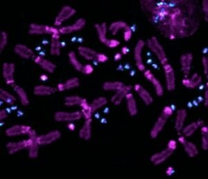 Stowers Paired Chromosomes