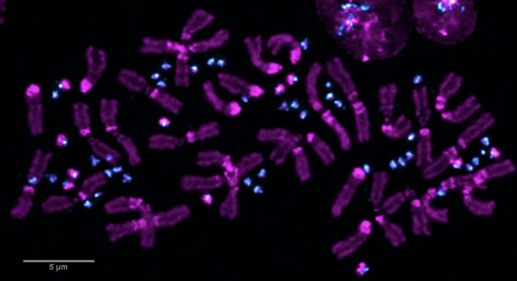 Stowers Paired Chromosomes