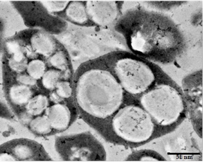 microorganismo3