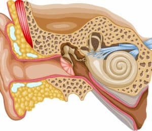 cochlea hearing loss