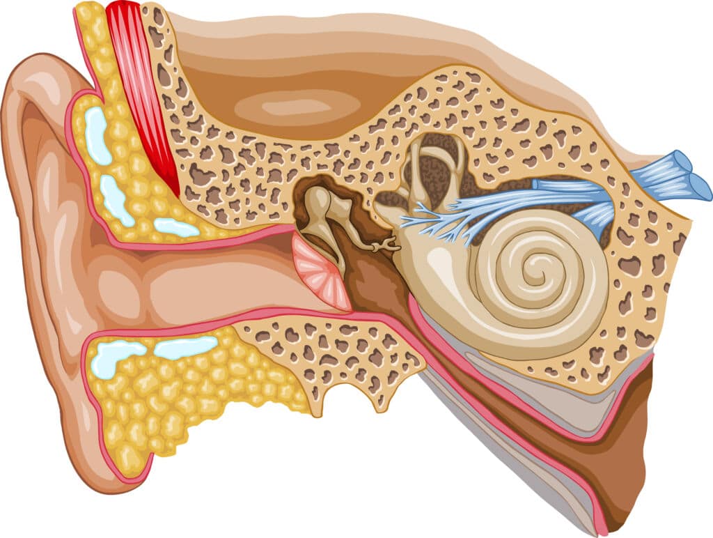 cochlea hearing loss