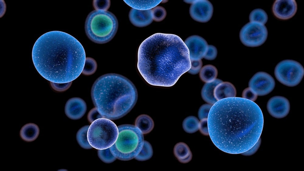 T-cells