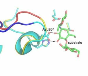 enzyme