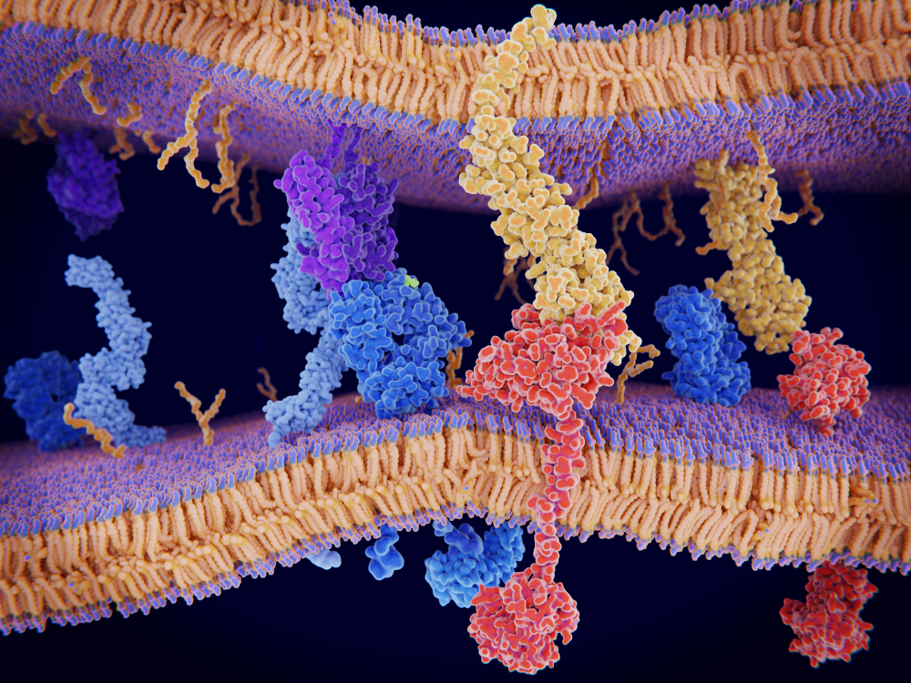 t-cell receptor